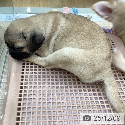 沖縄県のパグ (ペットプラス 沖縄ライカム店/2025年9月28日生まれ/女の子/フォーン)の子犬の3枚目の画像