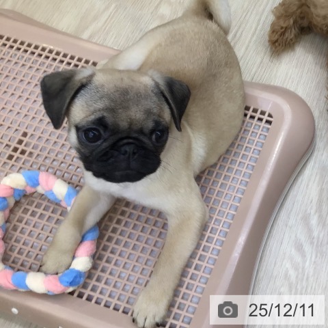 沖縄県のパグ (ペットプラス 沖縄ライカム店/2025年9月28日生まれ/女の子/フォーン)の子犬の3枚目の画像