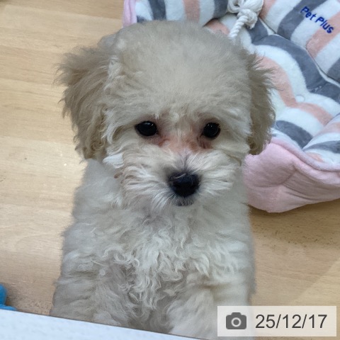 福岡県のトイプードル(トイ) (ペットプラス MARK IS 福岡ももち店/2025年9月28日生まれ/女の子/クリーム)の子犬の4枚目の画像