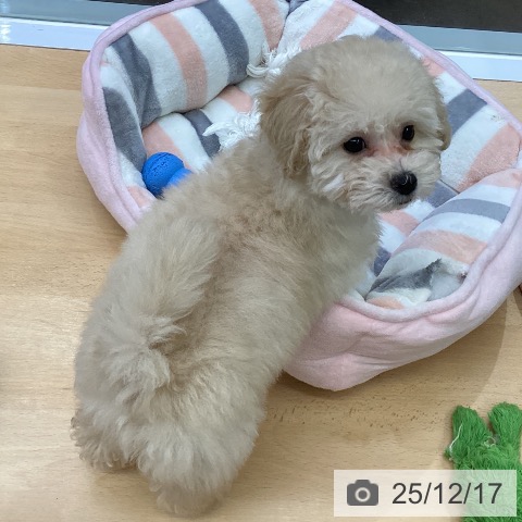 福岡県のトイプードル(トイ) (ペットプラス MARK IS 福岡ももち店/2025年9月28日生まれ/女の子/クリーム)の子犬の3枚目の画像