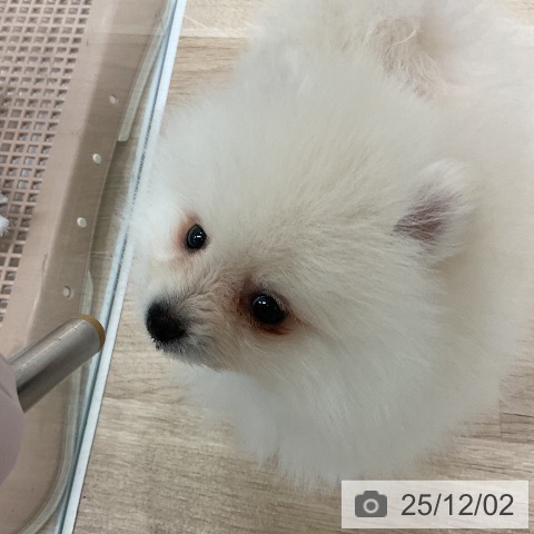 ポメラニアンの写真