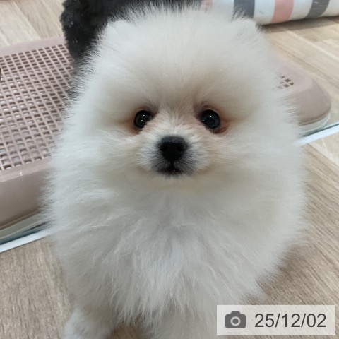 ポメラニアンの写真