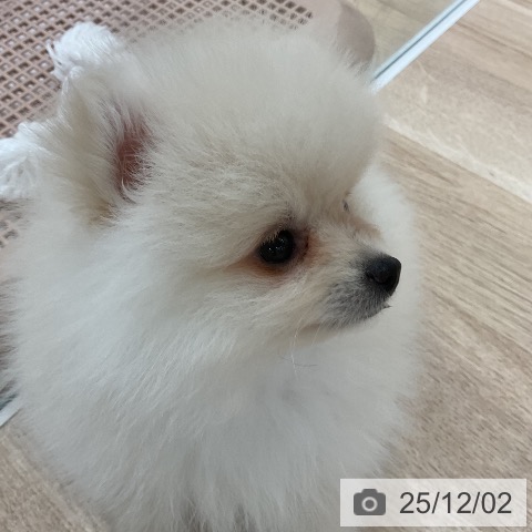 ポメラニアンの写真