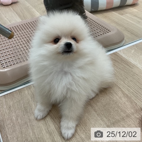 ポメラニアンの写真
