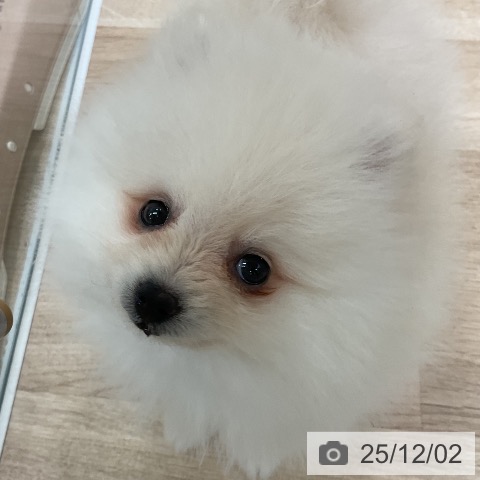 ポメラニアンの写真