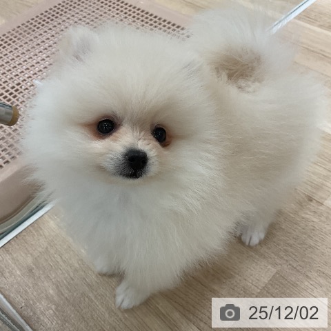 ポメラニアンの写真