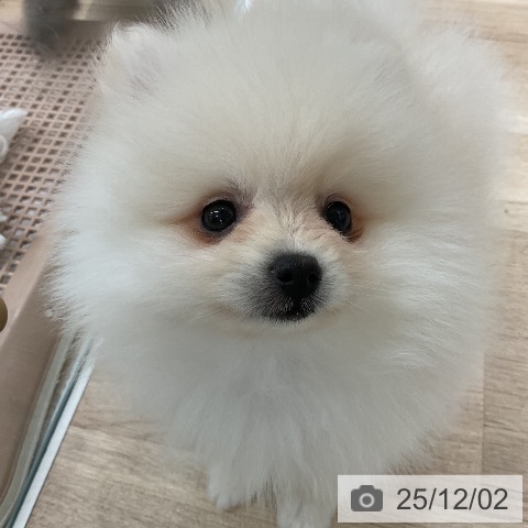 ポメラニアンの写真