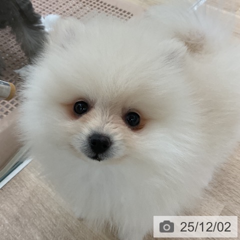 ポメラニアンの写真