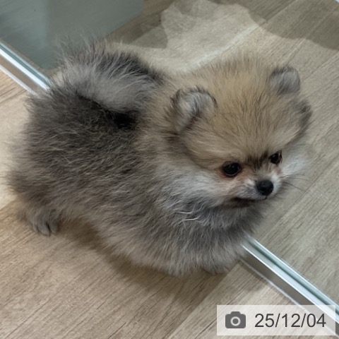 ポメラニアンの写真
