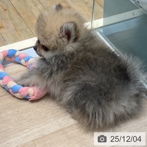 ポメラニアンの写真