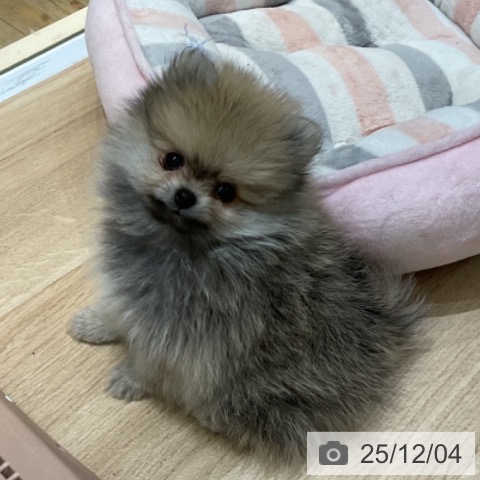 ポメラニアンの写真