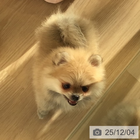 ポメラニアンの写真