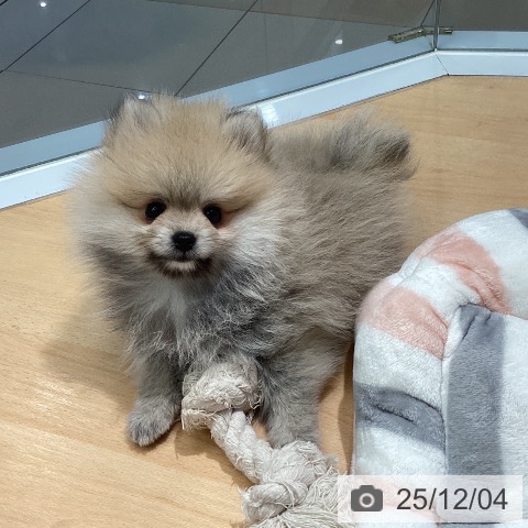 熊本県のポメラニアン (ペットプラス 熊本店/2025年10月1日生まれ/女の子/ウルフセーブル)の子犬の4枚目の画像