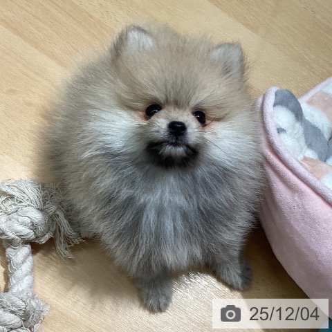 熊本県のポメラニアン (ペットプラス 熊本店/2025年10月1日生まれ/女の子/ウルフセーブル)の子犬の3枚目の画像