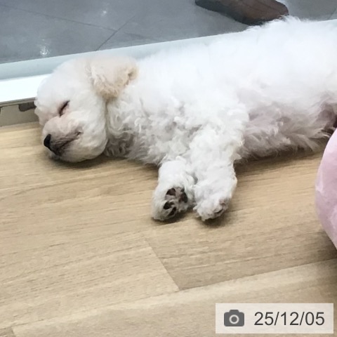 ビション・フリーゼの写真