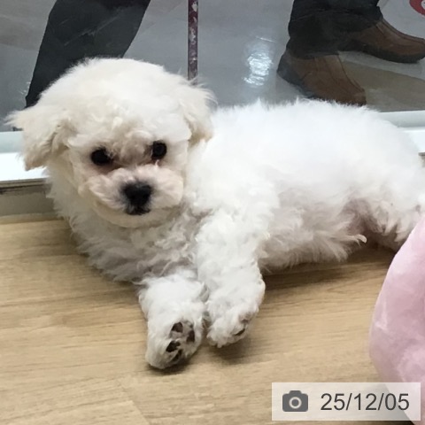 ビション・フリーゼの写真