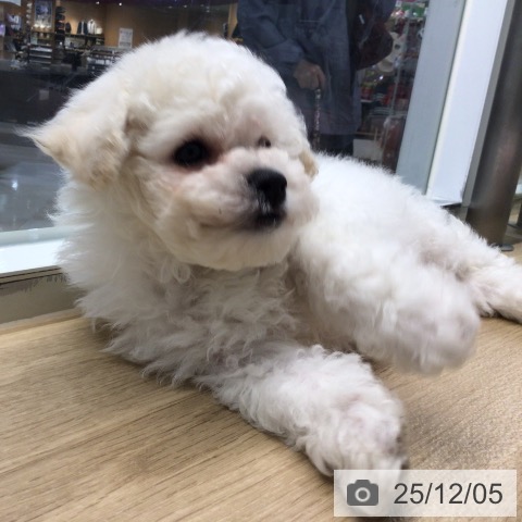 ビション・フリーゼの写真