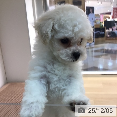 ビション・フリーゼの写真