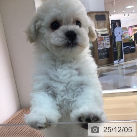 ビション・フリーゼの写真