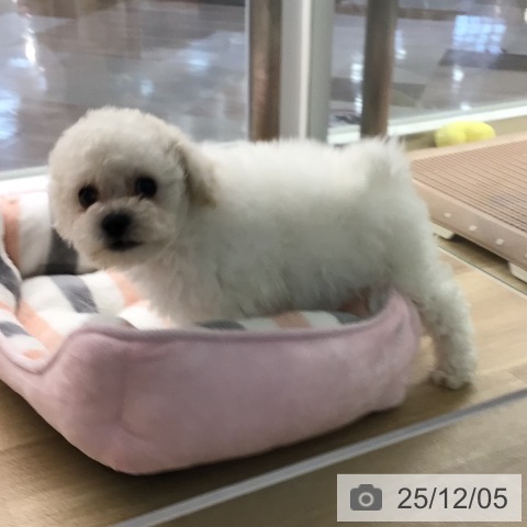 ビション・フリーゼの写真