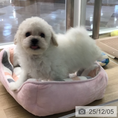 ビション・フリーゼの写真