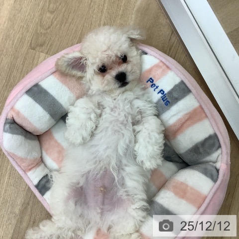 宮崎県のビションフリーゼ (ペットプラス 宮崎店/2025年9月29日生まれ/男の子/ホワイト)の子犬の3枚目の画像