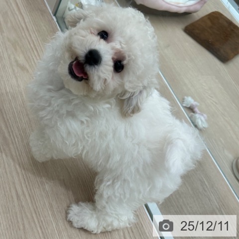 ビション・フリーゼの写真