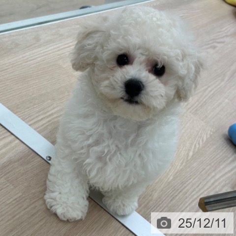 ビション・フリーゼの写真