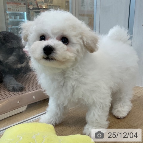 福岡県のビションフリーゼ (ペットプラス ららぽーと福岡店/2025年9月29日生まれ/男の子/ホワイト)の子犬の4枚目の画像