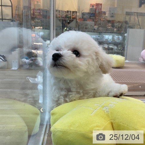 福岡県のビションフリーゼ (ペットプラス ららぽーと福岡店/2025年9月29日生まれ/男の子/ホワイト)の子犬の4枚目の画像