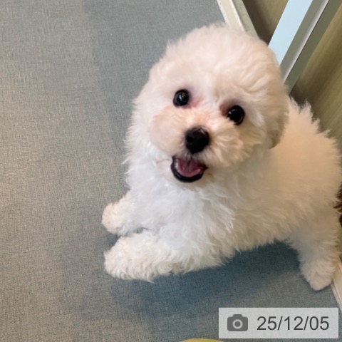 福岡県のビションフリーゼ (ペットプラス ららぽーと福岡店/2025年9月29日生まれ/男の子/ホワイト)の子犬の3枚目の画像