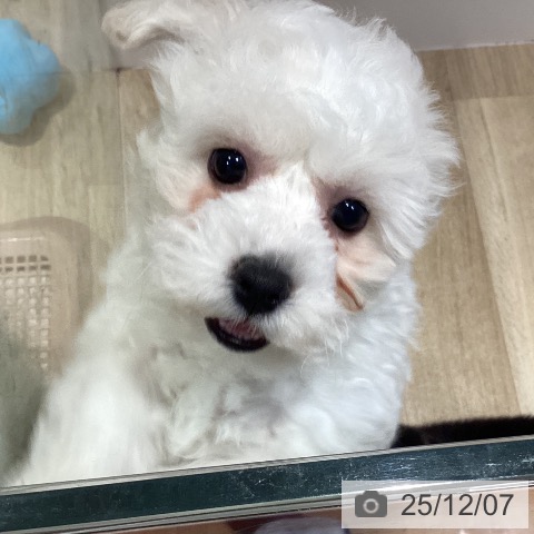 福岡県のビションフリーゼ (ペットプラス 小倉南店/2025年9月29日生まれ/女の子/ホワイト)の子犬の3枚目の画像