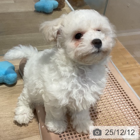 福岡県のビションフリーゼ (ペットプラス 小倉南店/2025年9月29日生まれ/女の子/ホワイト)の子犬の4枚目の画像