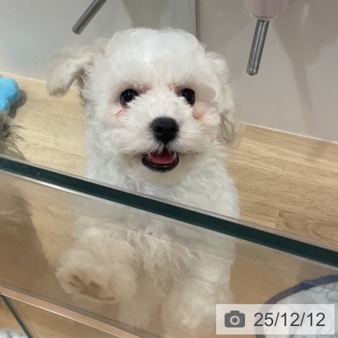 福岡県のビションフリーゼ (ペットプラス 小倉南店/2025年9月29日生まれ/女の子/ホワイト)の子犬の3枚目の画像