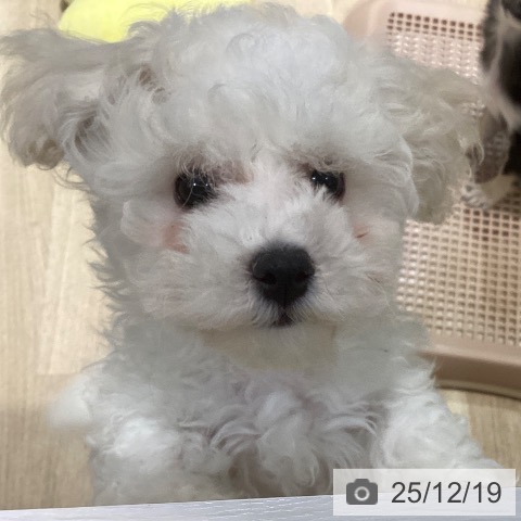 福岡県のビションフリーゼ (ペットプラス 小倉南店/2025年9月29日生まれ/女の子/ホワイト)の子犬の3枚目の画像