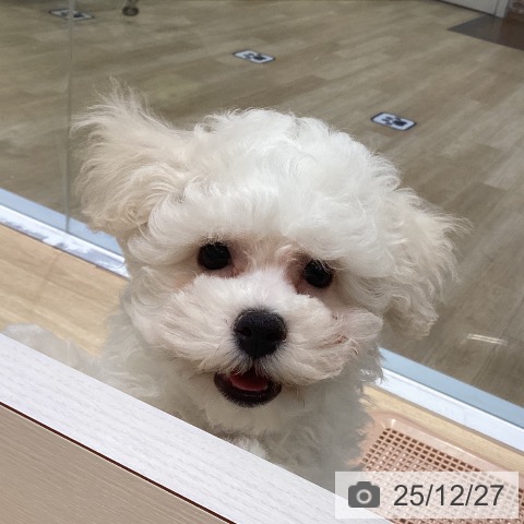 福岡県のビションフリーゼ (ペットプラス 小倉南店/2025年9月29日生まれ/女の子/ホワイト)の子犬の3枚目の画像