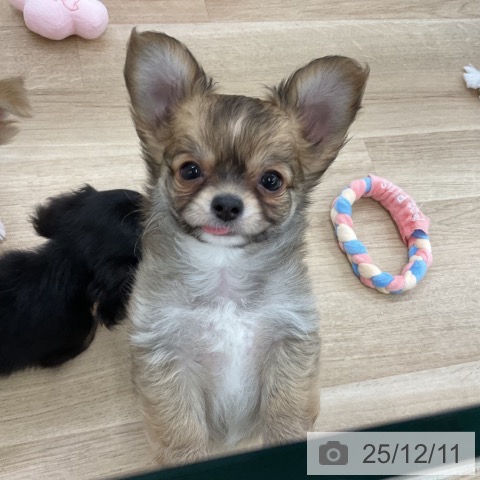 千葉県のチワワ(ロング) (ペットプラス コトエ流山おおたかの森店/2025年10月1日生まれ/男の子/フォーンホワイト)の子犬の4枚目の画像