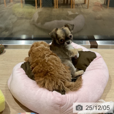 埼玉県のチワワ(ロング) (ペットプラス コクーンシティ店/2025年10月1日生まれ/女の子/フォーンホワイト)の子犬の4枚目の画像