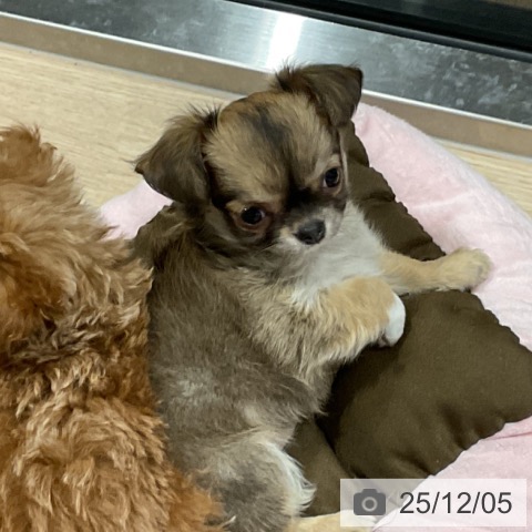 埼玉県のチワワ(ロング) (ペットプラス コクーンシティ店/2025年10月1日生まれ/女の子/フォーンホワイト)の子犬の3枚目の画像