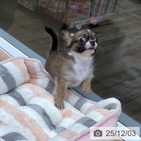 東京都のチワワ(ロング) (ペットプラス むさし村山店/2025年10月1日生まれ/女の子/フォーンホワイト)の子犬の4枚目の画像