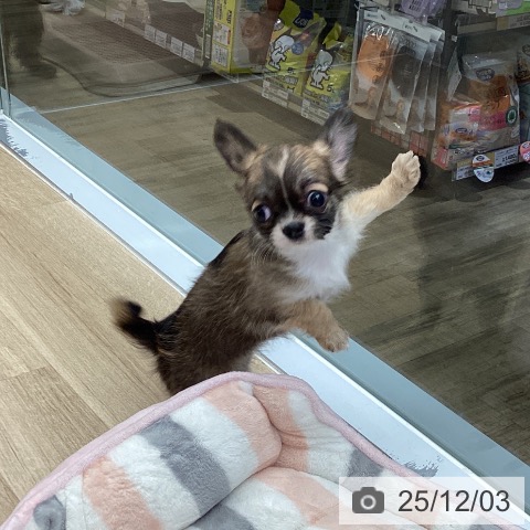 東京都のチワワ(ロング) (ペットプラス むさし村山店/2025年10月1日生まれ/女の子/フォーンホワイト)の子犬の3枚目の画像