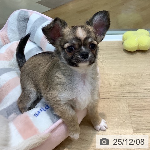 埼玉県のチワワ(ロング) (ペットプラス ららぽーと新三郷店/2025年10月1日生まれ/女の子/フォーンホワイト)の子犬の3枚目の画像