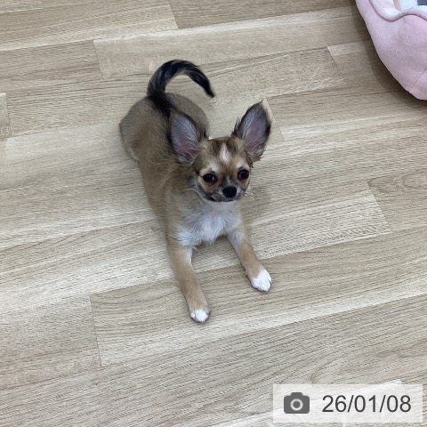 群馬県のチワワ(ロング) (ペットプラス 前橋店/2025年10月1日生まれ/女の子/フォーンホワイト)の子犬の3枚目の画像