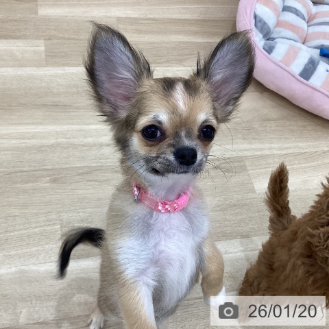 群馬県のチワワ(ロング) (ペットプラス 前橋店/2025年10月1日生まれ/女の子/フォーンホワイト)の子犬の3枚目の画像