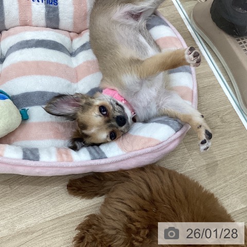 群馬県のチワワ(ロング) (ペットプラス 前橋店/2025年10月1日生まれ/女の子/フォーンホワイト)の子犬の3枚目の画像