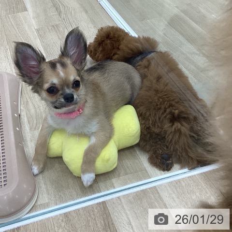 群馬県のチワワ(ロング) (ペットプラス 前橋店/2025年10月1日生まれ/女の子/フォーンホワイト)の子犬の3枚目の画像