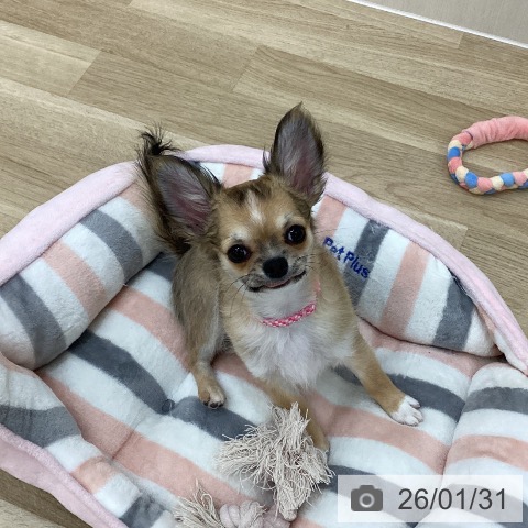 群馬県のチワワ(ロング) (ペットプラス 前橋店/2025年10月1日生まれ/女の子/フォーンホワイト)の子犬の3枚目の画像