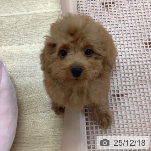 トイ・プードルの写真