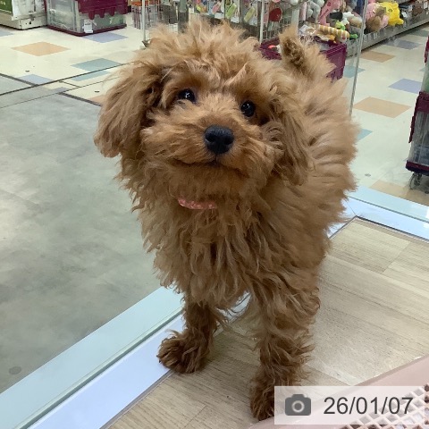 トイ・プードルの写真