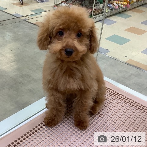 トイ・プードルの写真